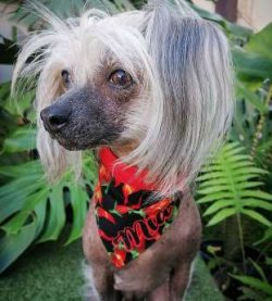  The Chinese Crested Dog is a small, exotic-looking dog that is not actually native to China. It ...