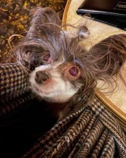  Regardless of the species, the crested dog is a slender dog with thin bones, elegant and gracef ...