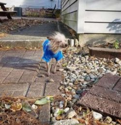  Regardless of the species, the crested dog is a slender dog with thin bones, elegant and gracef ...