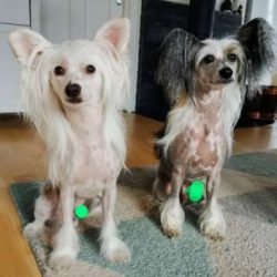  Body hair needs to be shaved to keep skin healthy. Letting your dog grow is often an excuse to  ...