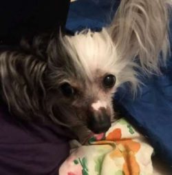  Crested dogs are wonderful family dogs that love to be with people in their lives. They get alo ...