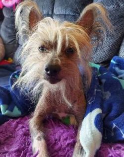  Crested dogs are wonderful family dogs that love to be with people in their lives. They get alo ...