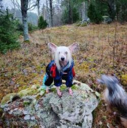  They feel good in apartments and any other type of housing. The Chinese Crested Dog is a wonder ...