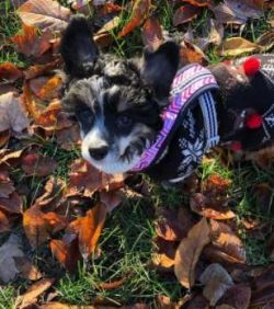  Chinese crested crested birds can jump, dig, and climb. Don’t make the common mistake of  ...