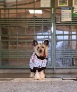  As tiny as it was, large dogs could treat it as prey. He easily runs over fences, and can even  ...