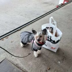 Although Chinese Crested dogs get along well with children, the age and personality of the chil ...
