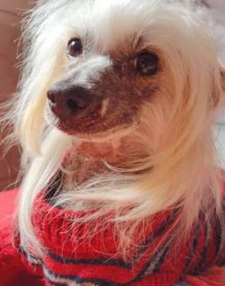  The fact that this is an exotic looking dog may attract you to the Chinese Crested, but keep in ...