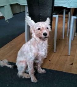  Chinese Crested dogs are companion dogs and prefer to be with their owners and families. They c ...