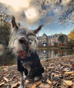  Chinese Crested dogs are not actually from China. They are descended from African or Mexican (n ...