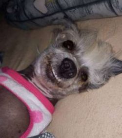  Earlier crested names include Chinese Hairless, Chinese Edible Dog, Chinese Ship Dog, and Chine ...