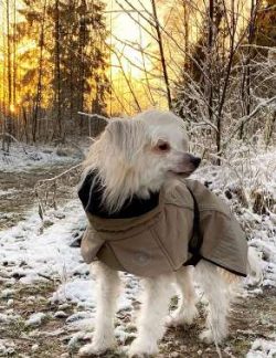  The Chinese apparently considered the Chinese Crested to have magical healing powers; they also ...