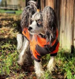  It is not known when the breed officially appeared in North America, but the first breed club w ...