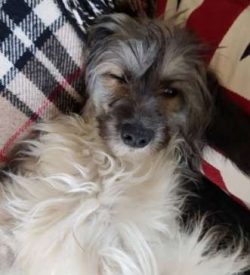  The average height of the Chinese Crested is 11 to 13 inches for both sexes. They usually weigh ...