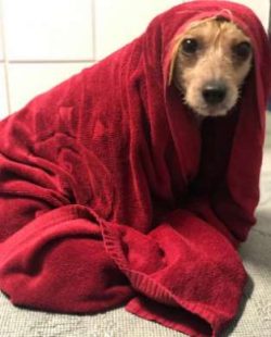  Alert and happy, Crested adores and adores his people. Expect kisses and lots of time on your k ...