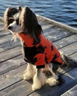  He is a great companion and very smart. However, keep in mind that many handlers give them an u ...