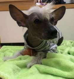  The Chinese Crested can be stubborn. Intensely outgoing, he is deeply attached to his pack. Tru ...