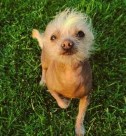  He will alert barking to protect his home (not that the burglar is scared). He doesn’t re ...