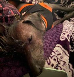  Like any dog, a crested dog needs early socialization – getting to know a lot of differen ...
