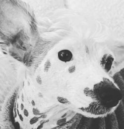  The Chinese Crested needs only minimal exercise – it is not the best jogging companion, b ...