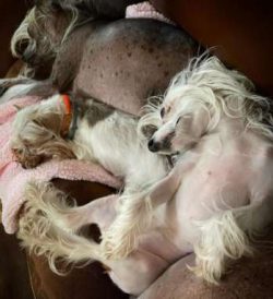  Chinese Crested Crested Warbler are usually easy to train, but they have a stubborn streak, whi ...