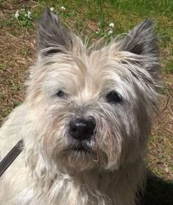  The Cairn Terrier is a small working terrier bred on the Isle of Skye in Scotland. Farmers used ...