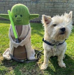  Cairn Terriers are intelligent, independent, and friendly dogs that are great for family compan ...