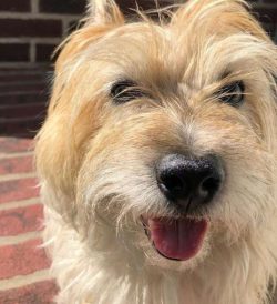  Cairn is also curious and quick to learn. And like all terriers, he is independent and a bit st ...