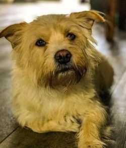  Despite his independent nature, Cairn is a sensitive dog. His feelings are easily hurt and he d ...