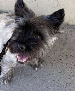  This smart dog cannot learn much. With the right training, Cairn can master an unlimited number ...