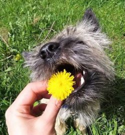  Cairn actively loves children and patiently endures their noisy actions. Of course, children sh ...