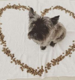  The Cairn Terrier is a family dog ​​and needs to live in a house (or apartment or condominium)  ...