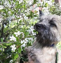 The Cairn is a terrier, which means that his natural instincts are to bark, dig and chase. This ...