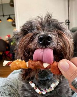  Cairn loves his family’s attention. Don’t leave him alone for long, or he can becom ...