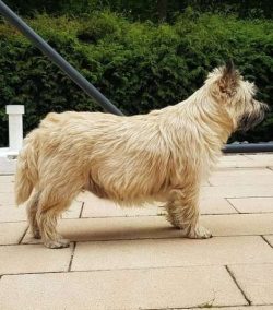  The Cairn Terrier often thinks that he is more than he really is. Don’t be surprised if h ...