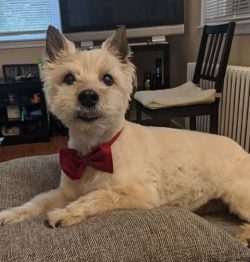  The Cairn Terrier was bred over 200 years ago on the Isle of Skye, where Captain Martin MacLeod ...