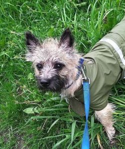  All terrier breeds in Scotland were originally classified as Scotch Terriers. In 1873, a new sy ...