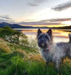  The Skye Terrier classification included the Cairns as well as the dogs that are now known as S ...