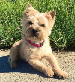  By the end of the 19th century, Scottish Terrier breeders began to select them for a variety of ...