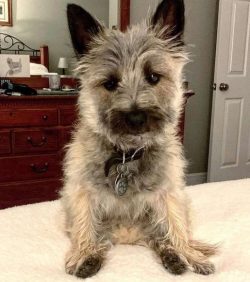  In 1912, the Cairn Terrier was designated as a breed that took its name from the piles of stone ...