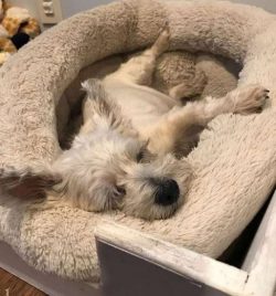  The first Cairn Terriers were imported into the United States by Mrs. Henry F. Price and Mrs. B ...