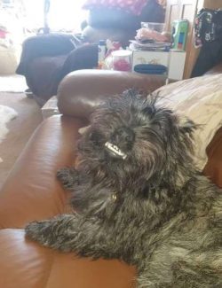 The Cairn Terrier is an amazingly friendly dog. He is happy and cheerful and seems to really en ...