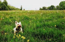  Despite its independence, Cairn is devoted to his family and is happiest when he participates i ...