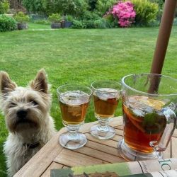  Like any dog, a cairn needs early socialization – getting to know a lot of different peop ...