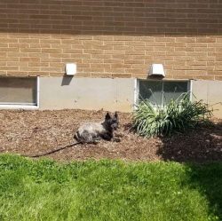  Caring for a Cairn Terrier is simple. Due to its small size, it is a good dog for apartment dwe ...