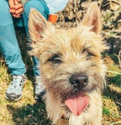  Even though he’s a quick learner, remember that Cairn also has a stubborn streak. Regular ...