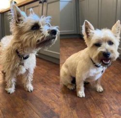  The scruffy Cairn Terrier has a double coat: a tough outer coat and a soft undercoat. The coat  ...