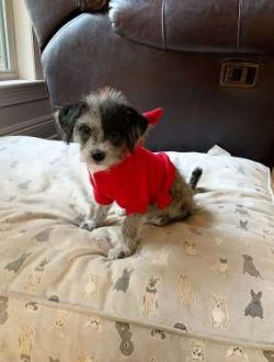  Some haircut is necessary for Cairn – mainly to tidy him up rather than radically style h ...