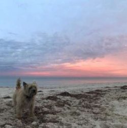  Start accustoming your cairn to being cleaned and inspected while still a puppy. Grasp his paws ...