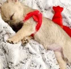  The Cairn Terrier loves children and is very tolerant of them. In fact, he enjoys the hustle an ...