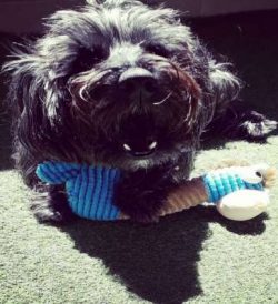 I am a hunter. My primary instincts have returned. Will a stuffed dragon serve to feed humans? I ...